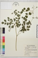 微毛爪哇唐松草藏品圖，第1張