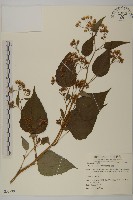 臺灣山白蘭藏品圖，第1張