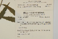 臺灣馬蘭藏品圖，第2張