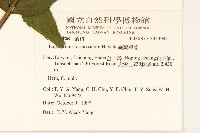 臺灣澤蘭藏品圖，第2張