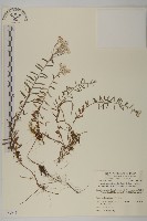 玉山抱莖籟簫藏品圖，第1張