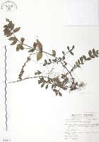 玉山水苦賈藏品圖，第1張