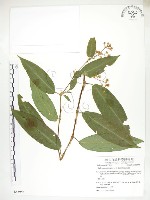 火炭母草、清飯藤藏品圖，第1張