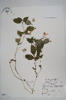 紫花鳳仙花藏品圖，第1張