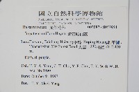 紫花鳳仙花藏品圖，第2張