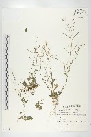 玉山筷子芥藏品圖，第1張