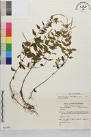 黑龍江柳葉菜藏品圖，第1張