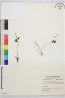 鹿場毛茛藏品圖，第1張