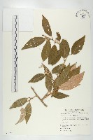 藤胡頹子藏品圖，第1張