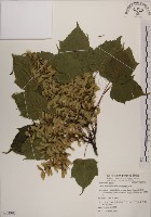 臺灣紅榨槭藏品圖，第1張