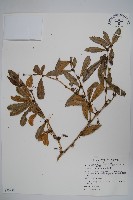 臺灣小蘗藏品圖，第1張