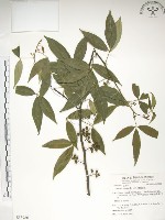 飛龍掌血藏品圖，第1張