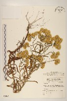 秋鼠麴草藏品圖，第1張