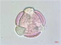 毛地黃藏品圖，第1張