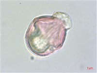 毛地黃藏品圖，第2張