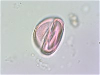 毛地黃藏品圖，第3張