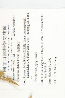 藤胡頹子藏品圖，第2張