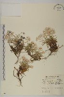 抱莖籟簫藏品圖，第1張