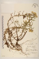 秋鼠麴草藏品圖，第1張