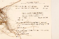 秋鼠麴草藏品圖，第2張