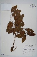 臺灣赤楊、臺灣榿木藏品圖，第1張