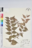 白珠樹藏品圖，第1張