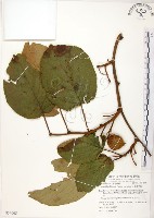 臺灣羊桃藏品圖，第1張