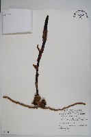 穗花蛇菰藏品圖，第1張