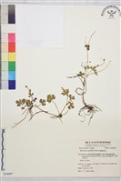 鹿場毛茛藏品圖，第1張