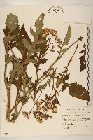 黃花三七草藏品圖，第1張