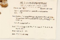 黃花三七草藏品圖，第2張