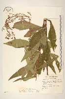 鵝仔草藏品圖，第1張