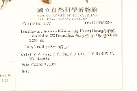 鵝仔草藏品圖，第2張