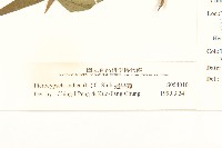 鵝仔草藏品圖，第3張