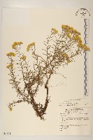 秋鼠麴草藏品圖，第1張