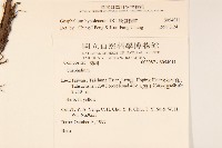 秋鼠麴草藏品圖，第2張