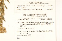 一枝黃花藏品圖，第2張