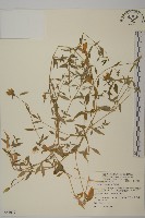 狗筋蔓藏品圖，第1張