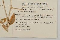 狗筋蔓藏品圖，第2張