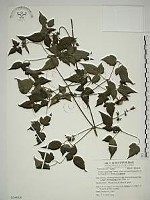 巴氏鐵線蓮藏品圖，第1張