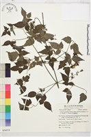 巴氏鐵線蓮藏品圖，第2張