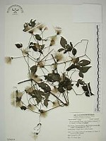 巴氏鐵線蓮藏品圖，第1張