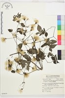 巴氏鐵線蓮藏品圖，第2張