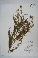 大本山梗菜藏品圖，第1張