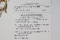 大本山梗菜藏品圖，第2張