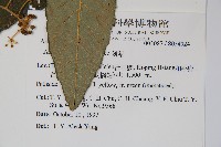 鵲不踏藏品圖，第2張