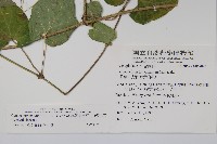 薄葉牛皮消藏品圖，第2張