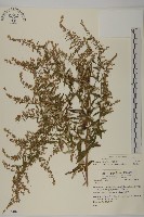 南艾蒿藏品圖，第1張