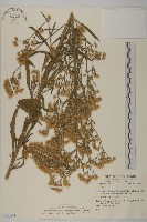 野茼蒿藏品圖，第1張