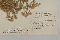 野茼蒿藏品圖，第2張